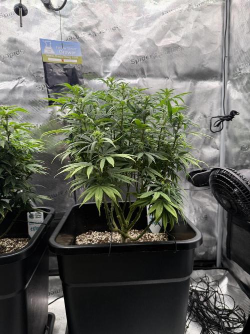 Critical-cookies gelato fotoperiodiche. Week 12