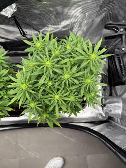 Critical-cookies gelato fotoperiodiche. Week 12