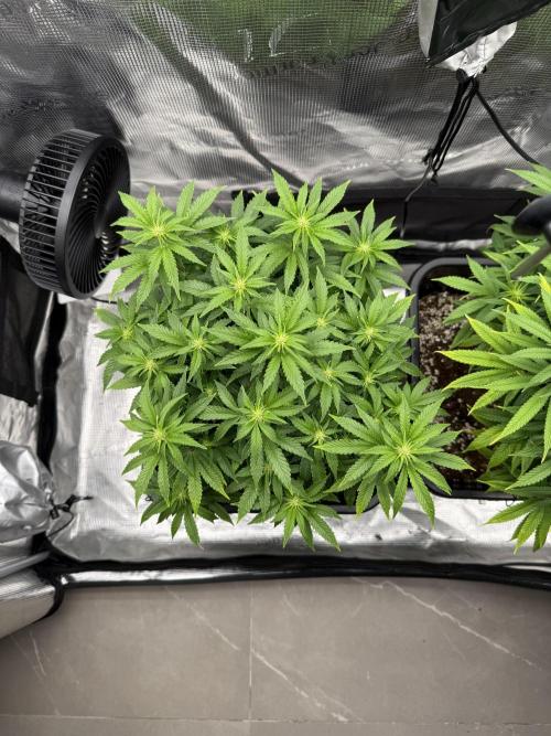 Critical-cookies gelato fotoperiodiche. Week 12