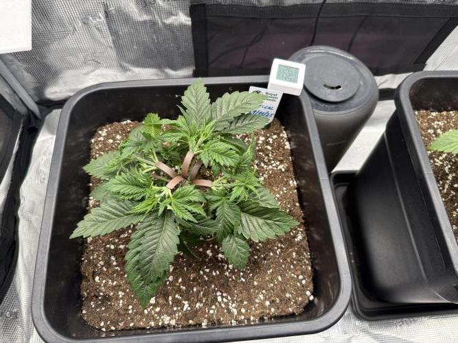 Critical-cookies gelato fotoperiodiche. Week 3