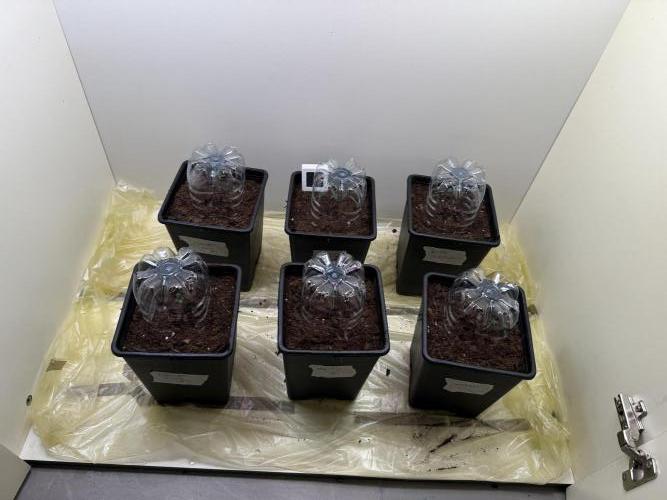 Autofiorenti. Week 0