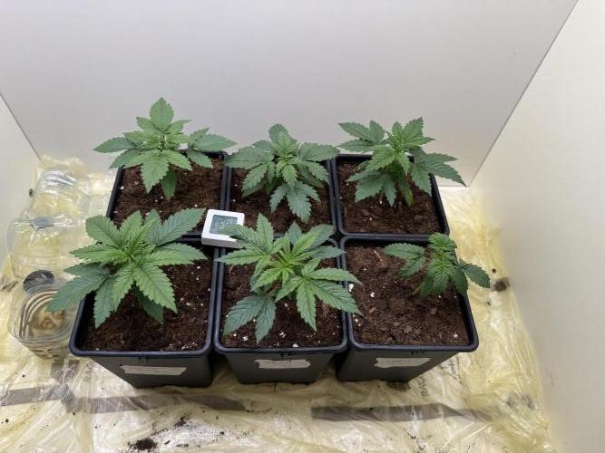 Autofiorenti. Week 2