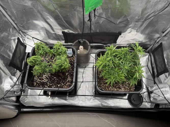 Critical-cookies gelato fotoperiodiche. Week 8