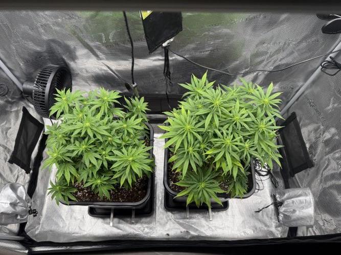 Critical-cookies gelato fotoperiodiche. Week 11