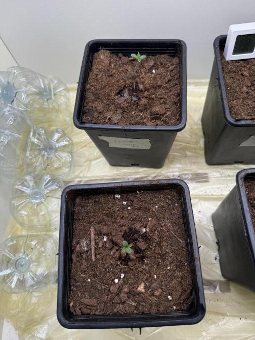 Autofiorenti. Week 0