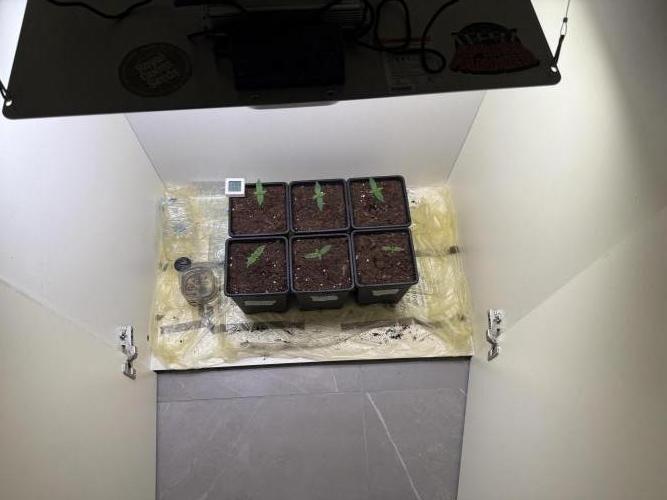 Autofiorenti. Week 0