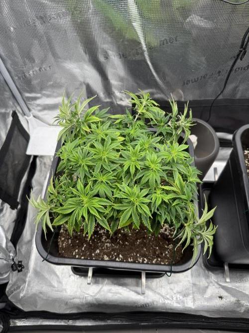 Critical-cookies gelato fotoperiodiche. Week 9