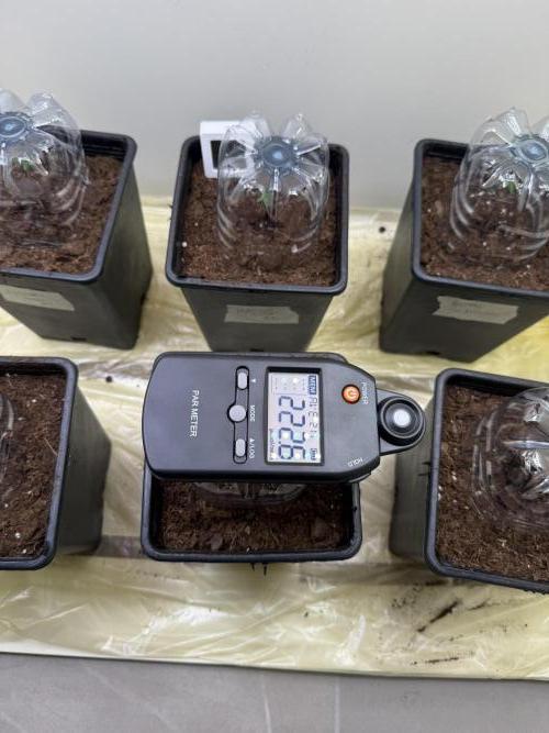 Autofiorenti. Week 0