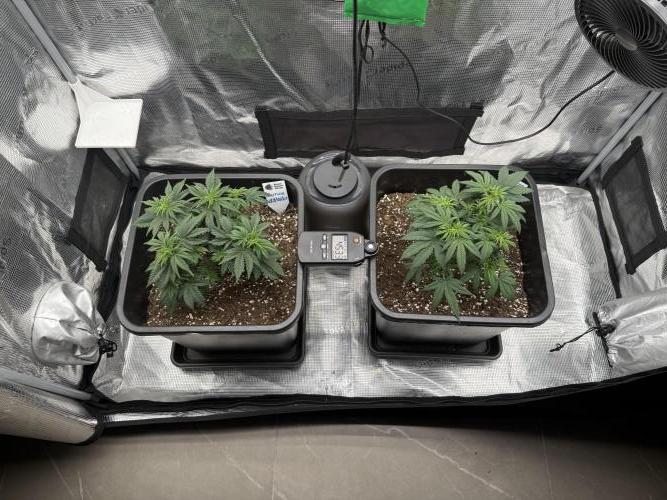 Critical-cookies gelato fotoperiodiche. Week 4