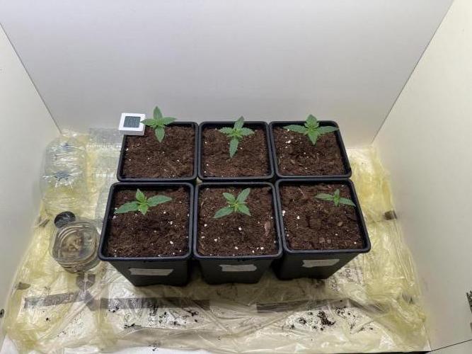 Autofiorenti. Week 1