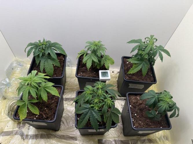 Autofiorenti. Week 3