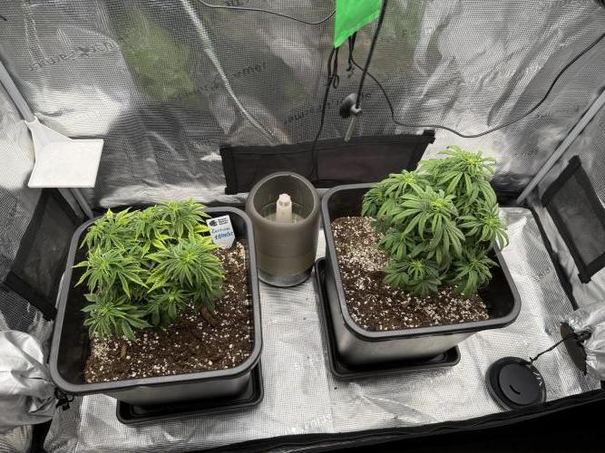 Critical-cookies gelato fotoperiodiche. Week 7