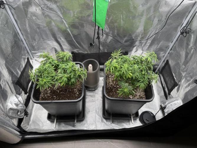 Critical-cookies gelato fotoperiodiche. Week 8