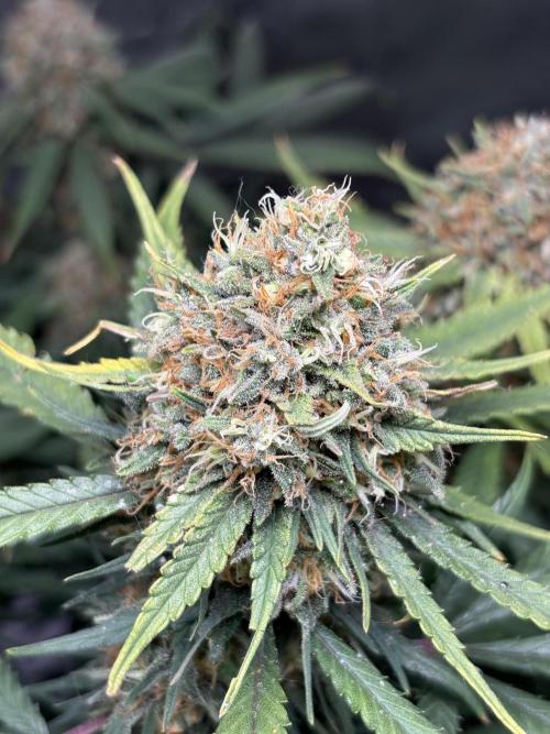 Durban Poison. Week 19