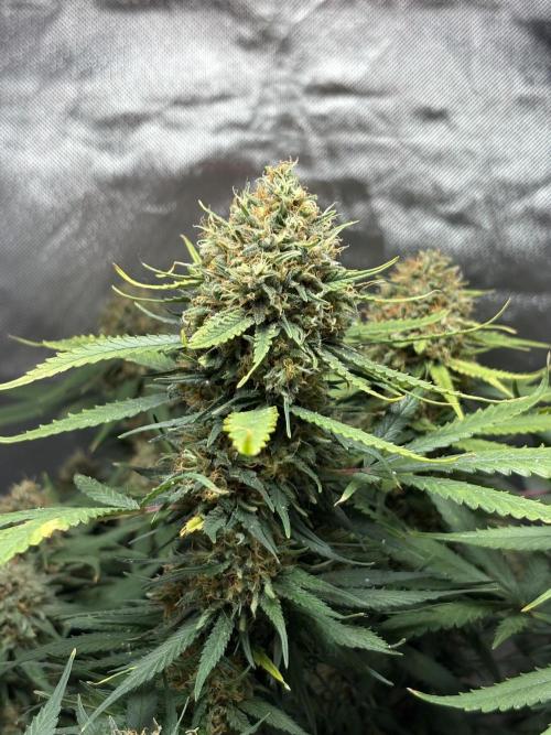 Durban Poison. Week 19