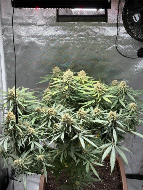 Durban Poison. Week 19