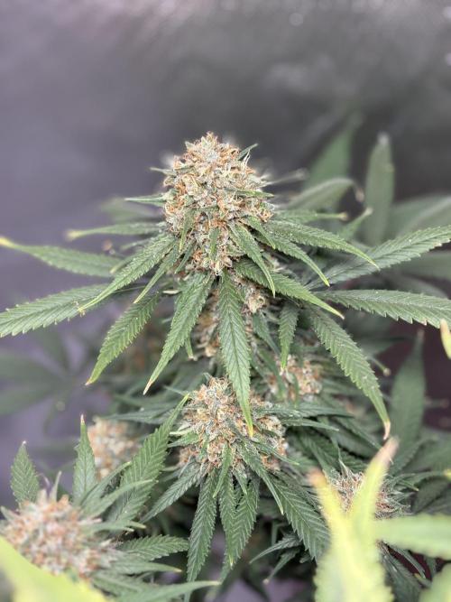 Durban Poison. Week 19