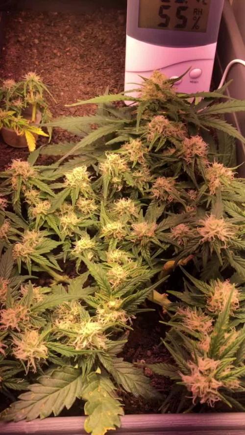 Primeiro Cultivo de RAÇA