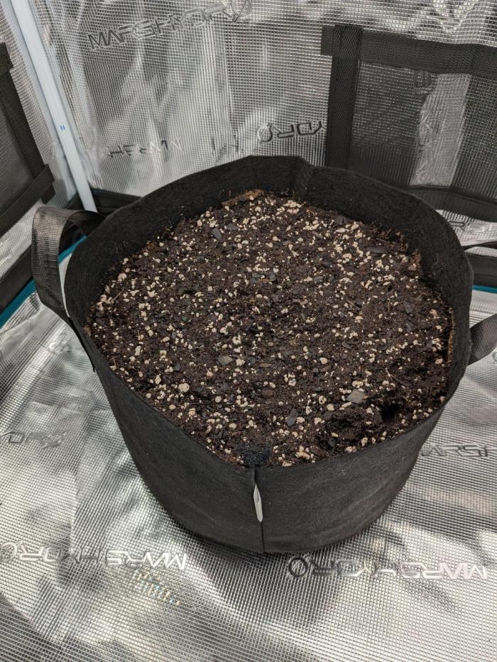 ILGM Super Lemon Haze. Week 0 - c'mon lil guy I wanna see you