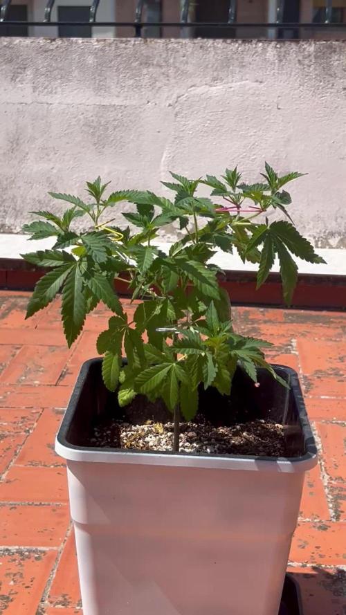 Delicia Pisocdelica