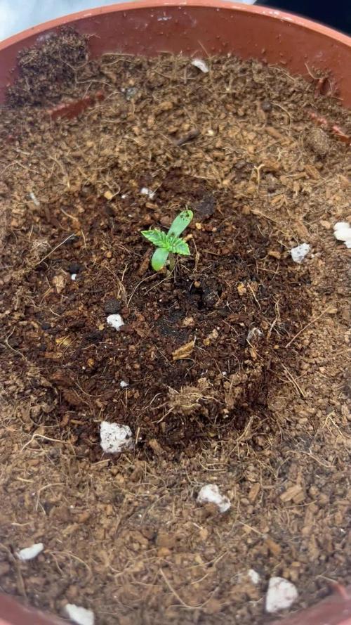 Tropical Indoor Season