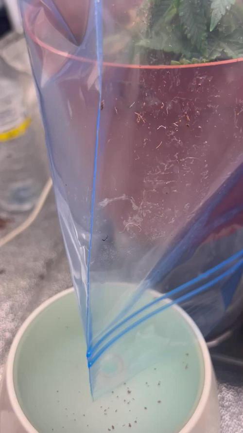 Tropical Indoor Season