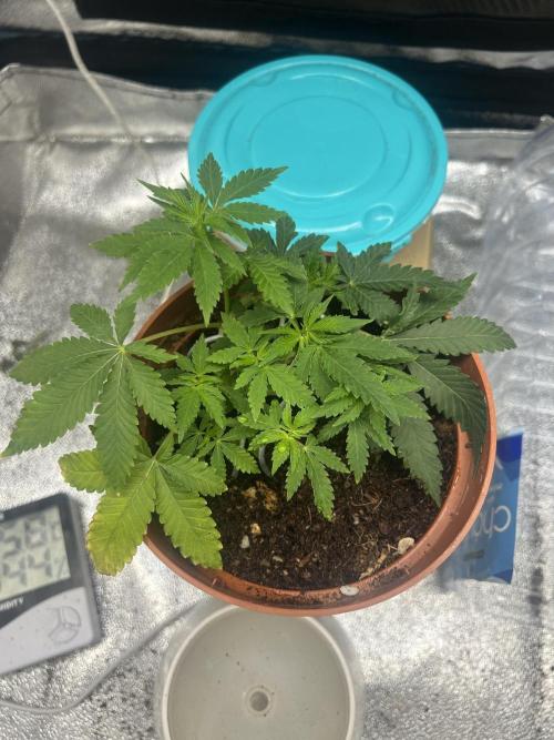 Tropical Indoor Season. Week 4