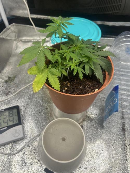 Tropical Indoor Season. Week 4