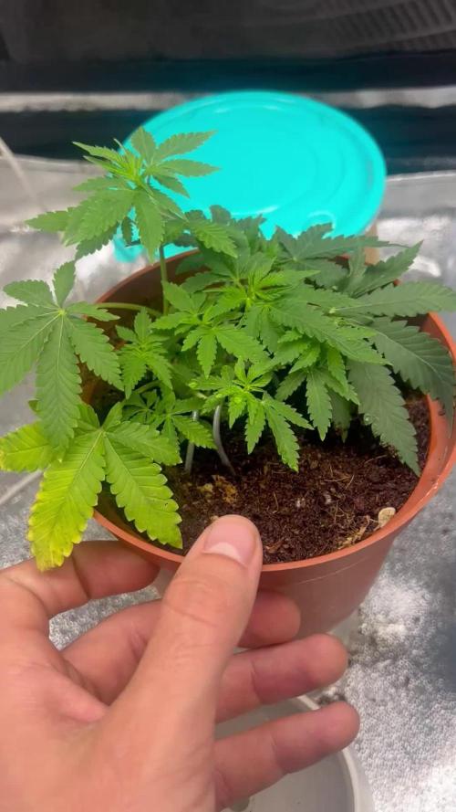 Tropical Indoor Season