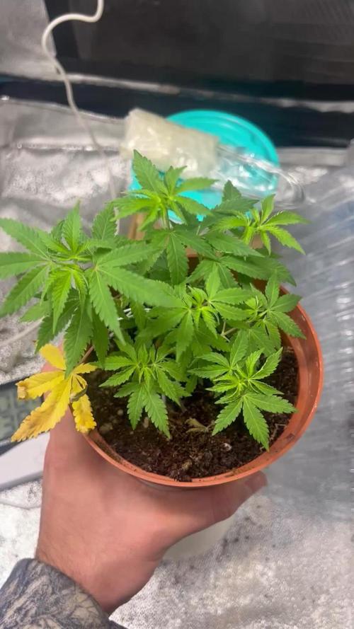 Tropical Indoor Season