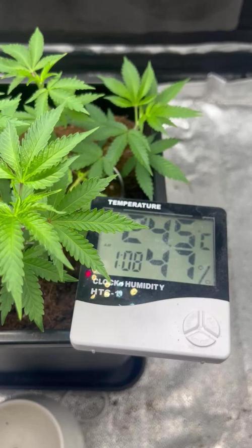 Tropical Indoor Season