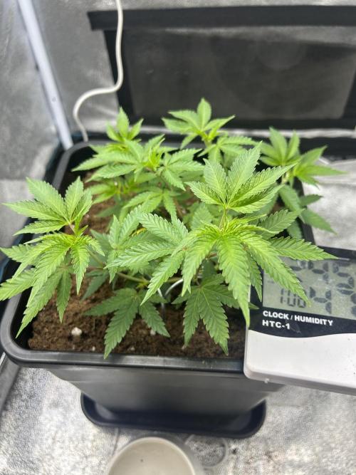 Tropical Indoor Season. Week 6