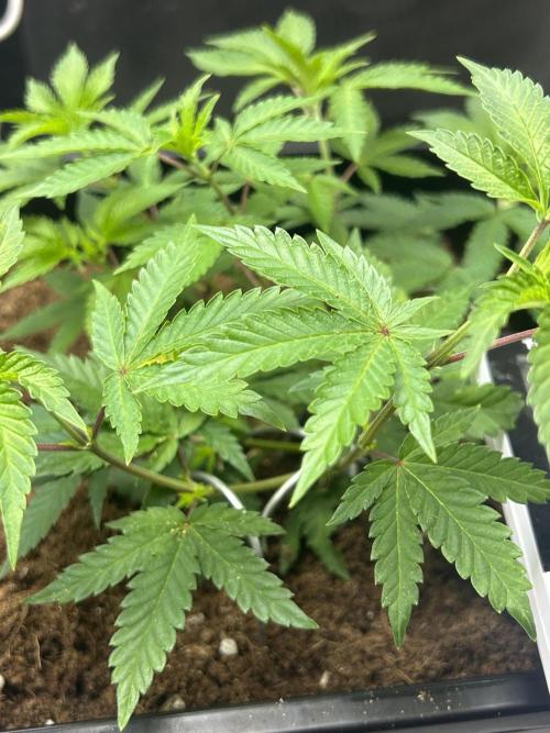 Tropical Indoor Season. Week 6