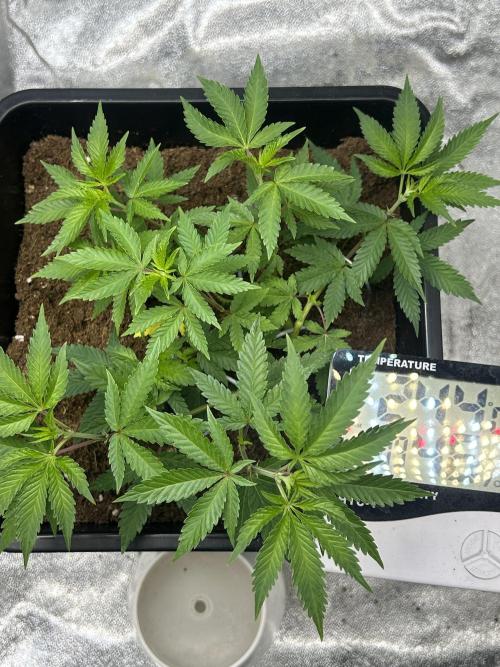 Tropical Indoor Season. Week 6