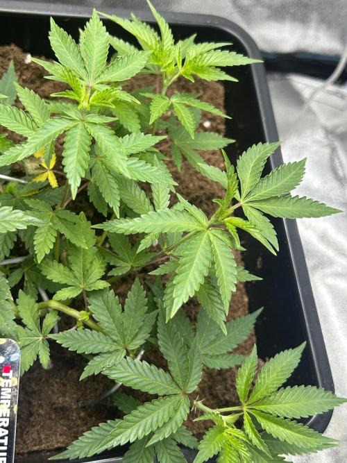 Tropical Indoor Season. Week 6