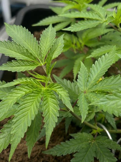 Tropical Indoor Season. Week 6