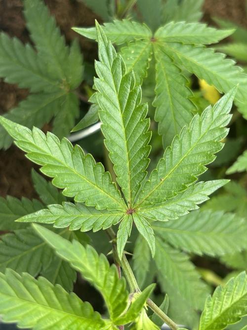 Tropical Indoor Season. Week 6