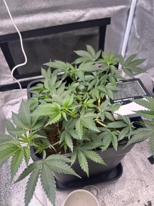 Tropical Indoor Season. Week 7