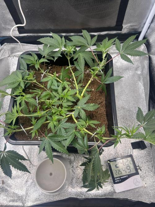 Tropical Indoor Season. Week 7