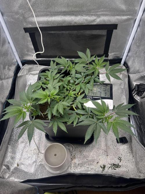 Tropical Indoor Season. Week 8