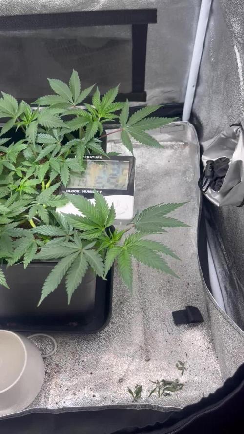 Tropical Indoor Season