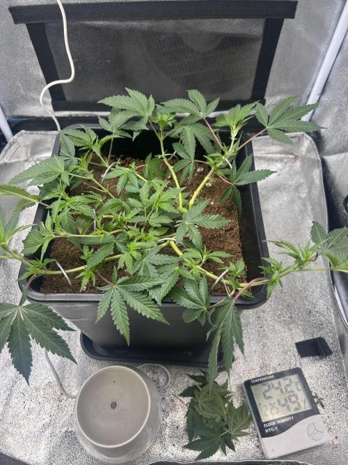 Tropical Indoor Season. Week 8