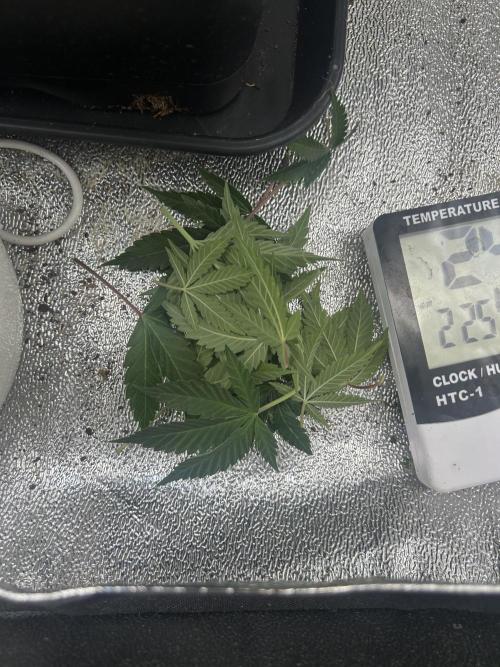 Tropical Indoor Season. Week 8