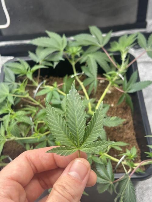 Tropical Indoor Season. Week 8