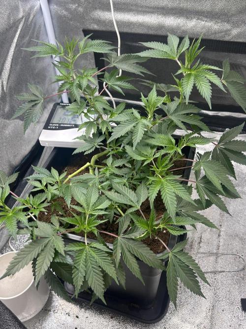 Tropical Indoor Season. Week 8