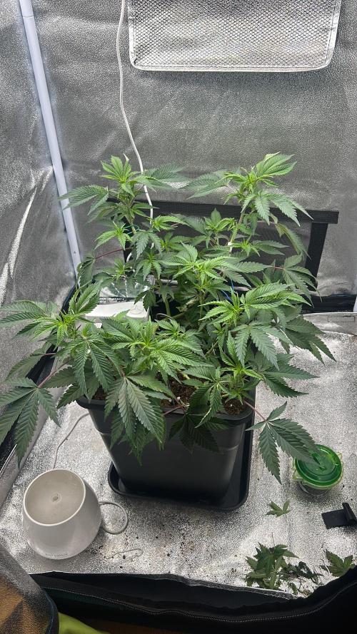Tropical Indoor Season. Week 9