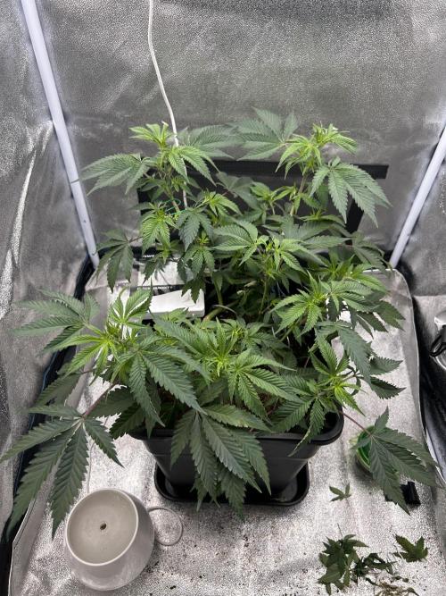 Tropical Indoor Season. Week 9