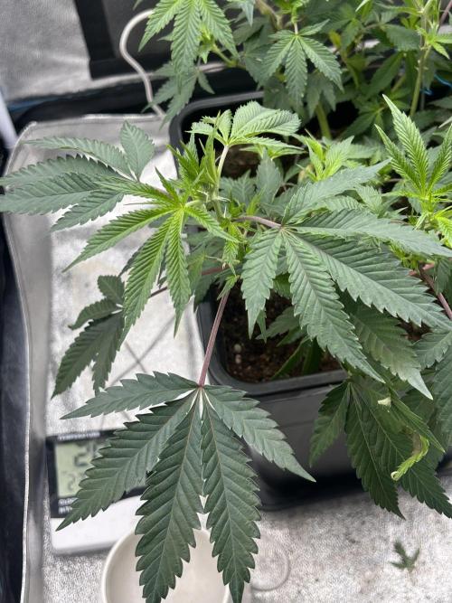 Tropical Indoor Season. Week 9