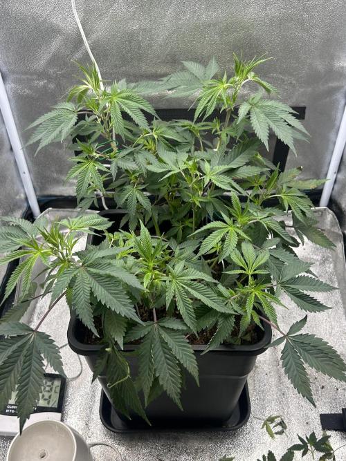 Tropical Indoor Season. Week 9