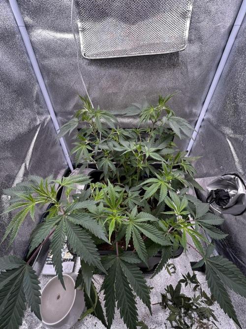 Tropical Indoor Season. Week 9